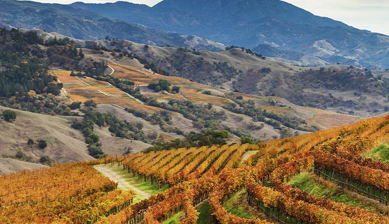 International Traveller - Sonoma County Wines